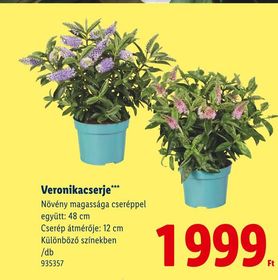 Veronikacserje – Lidl