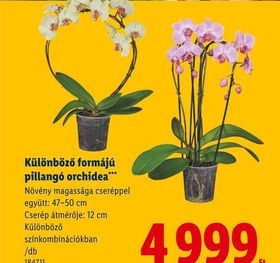 Különböző formájú pillangó orchidea – Lidl