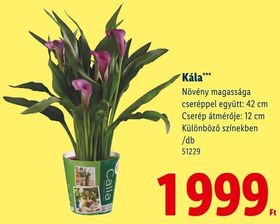Kála – Lidl