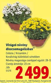 Virágzó növény díszcsomagolásban** – Lidl