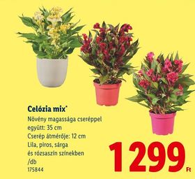 Celózia mix – Lidl
