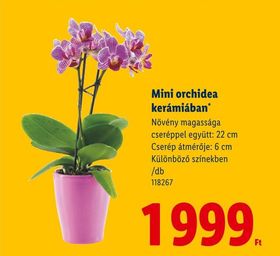 Mini orchidea kerámiában – Lidl