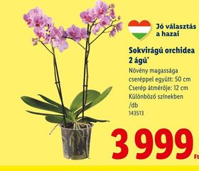 Sokvirágú orchidea 2 ágú – Lidl