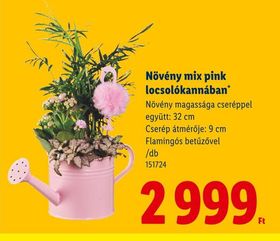Növény mix pink locsolókannában – Lidl