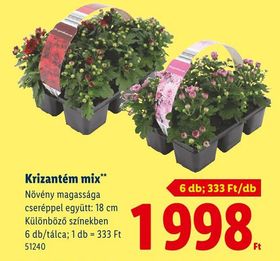 Krizantém mix – Lidl