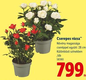 Cserepes rózsa – Lidl