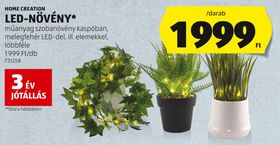 HOME CREATION LED-NÖVÉNY* – Aldi