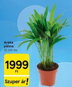 Areka pálma – Tesco