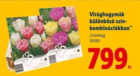 Virághagymák különböző szín-kombinációkban** – Lidl