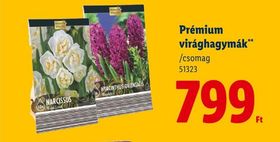 Prémium virághagymák** – Lidl