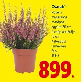 Csarab** – Lidl