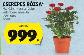 CSEREPES RÓZSA* – Aldi