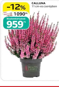 CALLUNA – Auchan