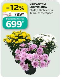KRIZANTÉM MULTIFLÓRA – Auchan