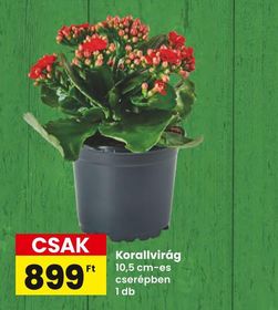 Korallvirág – Spar