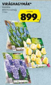 VIRÁGHAGYMÁK* – Aldi