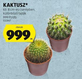 KAKTUSZ* – Aldi