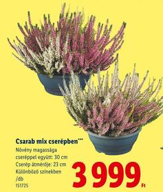 Csarab mix cserépben – Lidl