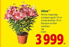 Liliom – Lidl