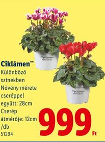 Ciklámen – Lidl
