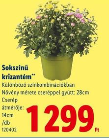 Sokszínű krizantém – Lidl