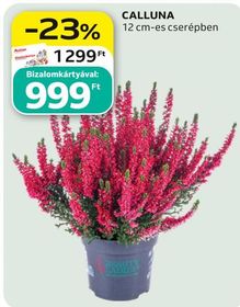 CALLUNA – Auchan
