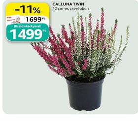 CALLUNA TWIN – Auchan