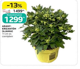 ARANY-KRIZANTÉM (AJANIA) – Auchan