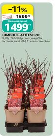 LOMBHULLATÓ CSERJE – Auchan