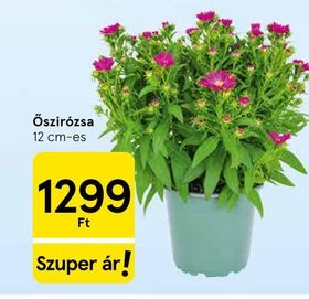 Őszirózsa – Tesco