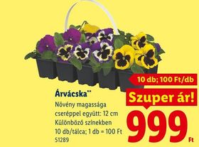 Árvácska – Lidl