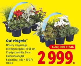 Őszi virágmix – Lidl