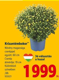 Krizantémbokor – Lidl