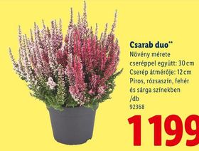Csarab duo – Lidl
