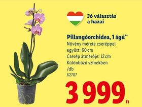 Pillangóorchidea, 1 ágú – Lidl