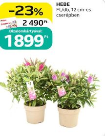 HEBE – Auchan