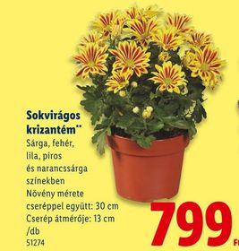 Sokvirágos krizantém – Lidl