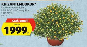 KRIZANTÉMBOKOR* – Aldi
