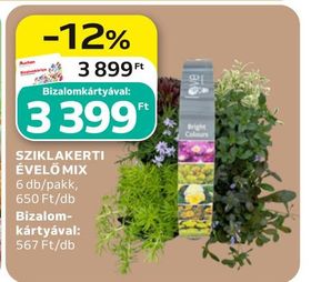 SZIKLAKERTI ÉVELŐ MIX – Auchan