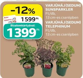 VARJÚHÁJ (SEDUM) SUNSPARKLER – Auchan