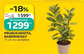 PRUNUS NOVITA, BABÉRMEGGY – Auchan