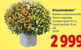 Krizantémbokor – Lidl