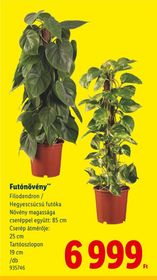Futónövény – Lidl