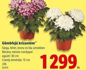 Gömbfejű krizantém – Lidl