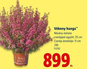 Vékony hanga – Lidl