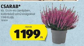 CSARAB* – Aldi