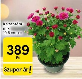 Krizantém-mix – Tesco