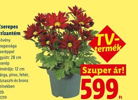 Cserepes krizantém – Lidl