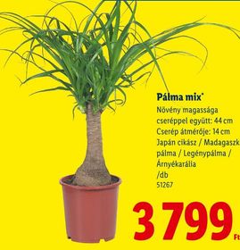 Pálma mix – Lidl
