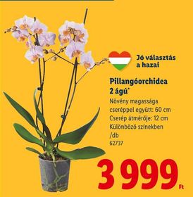Pillangóorchidea 2 ágú – Lidl